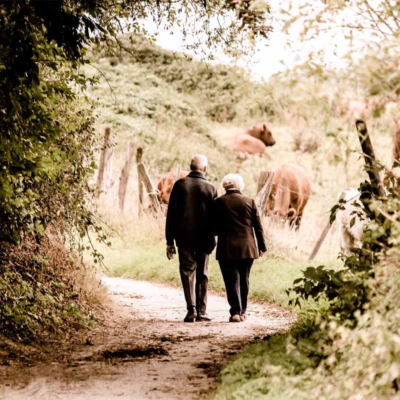 Älteres Paar spaziert an Kuhweide vorbei.